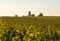 Ripe Merlot grapes lit by warm late sunshine in Montagne vineyard near Saint Emilion