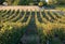 Ripe Merlot grapes lit by warm late sunshine in Montagne vineyard near Saint Emilion,