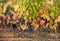Ripe Merlot grapes lit by warm late sunshine, in vineyard. Saint Emilion, Gironde