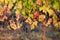 Ripe Merlot grapes lit by warm late sunshine, in vineyard. Saint Emilion, Gironde, Aquitaine.