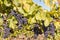 Ripe merlot grapes on vine in vineyard at autumn time