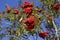 Ripe mountain ash on branches