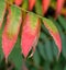 Ripe mountain ash leaves