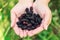 Ripe mulberries in the hands