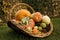 Ripe multicolor mix of squash exhibition on grass lawn. Fresh harvested decorative pumpkins in wicker basket displayed in garden.