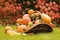 Ripe multicolor mix of squash exhibition on grass lawn. Fresh harvested decorative pumpkins in wicker basket displayed in garden.