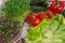 Ripe multicolored vegetables on the kitchen