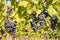 Ripe muscat grapes on vine in vineyard