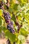 Ripe muscat grapes on vine in vineyard at harvest time