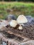 Ripe mushroom in green grass vintage toned photo. Summer forest scene. White edible mushroom macrophoto. Natural mushroom growing