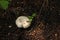 Ripe mushroom grows in the ground in a coniferous forest under a thuja tree. Summer forest scene. Edible champignon