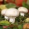 Ripe mushrooms growing in a forest