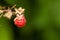 Ripe natural Raspberry fruit on a bush.