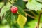 Ripe natural Raspberry fruit on a bush.