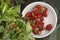 Ripe natural strawberries on bushes and in bowl while plucking berries on farm