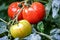Ripe natural tomatoes.
