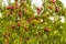 Ripe nectarine Peaches on branches