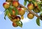 Ripe Nectarines on the Tree