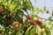 Ripe Nectarines in tree