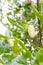 Ripe Noni fruit.