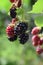 ripe and not ripe blackberries