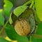 Ripe nuts of a Walnut tree
