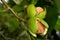 Ripe nuts of a Walnut tree