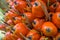 Ripe oil palm fruits, close-up, elaeis guineensis