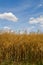 Ripe Oilseed Rape on a field