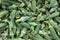 Ripe Okra Heap on Market Stall