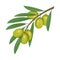 Ripe olive berries on branch, vector icon.