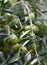 Ripe olives ready for harvesting and processing olive oil