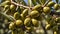 ripe olives season branch harvest organic mediterranean rural farming