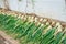 Ripe onion lies drying in the garden