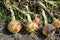 Ripe onion lies drying in the garden