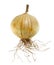 Ripe Onion in White Background