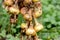 Ripe onions on a background of green grass during drying