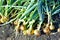 Ripe onions drying in the garden after harvesting