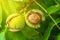 Ripe open green walnut fruit on branch