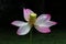 Ripe open lotus flower over a dark background