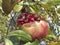 Ripe open pomegranate fruit on a tree in autumn