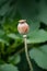 Ripe Opium poppy seed heads, Papaver somniferum, oriental poppies