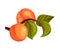Ripe Orange Apricots Hanging on Leafy Tree Branch Vector Illustration
