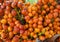 Ripe orange berries fruits palm trees, close-up texture