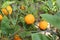 ripe orange clementines in a lush Mediterranean orchard