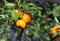 ripe orange clementines in a lush orchard