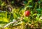 A ripe orange cloudberry fruit. Season: Summer. Location: Western Siberian taiga