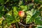 A ripe orange cloudberry fruit. Season: Summer. Location: Western Siberian taiga