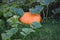 Ripe orange flat-shaped pumpkin lies on a vegetable garden in a natural environment. Orange pumpkins at outdoor farmer market. Gro