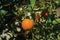 Ripe orange fruit on branch tree of small farm